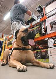 Anger Over Fake Service Dogs Has People Snarling At Those With The Real Thing Service Dogs Dogs Bull Mastiff