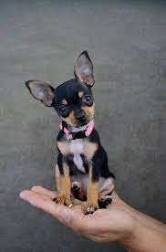 These 26 Tiny Puppies Are The Most Adorable Dogs You Ll Ever See Cute Cats And Dogs Puppies Baby Animals