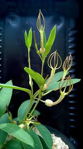 Image result for Ceropegia conrathii