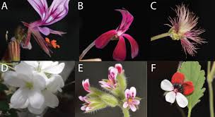 Image result for Pelargonium apetalum