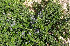Jun 27, 2021 · it grows in arkansas and the southern states listed above. California Native Plant Ground Cover Plants