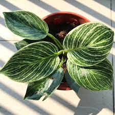 Philodendron birkin care indoor plants, plant care from www.pinterest.com. Philodendron Birkin Philodendron Birkin In Gardentags Plant Encyclopedia