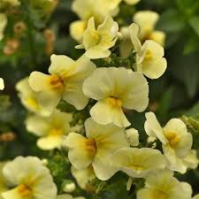 Image result for Nemesia