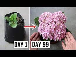 How To Grow Hydrangeas In Pots Feeding Pruning And Complete Care Guide Youtube Growing Hydrangeas Hydrangea Growing