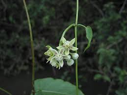 Image result for Cynanchum praecox