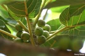 Image result for Ficus trichopoda