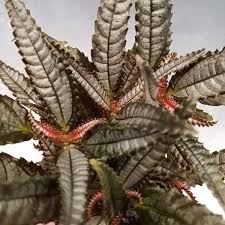 Image result for Pilea johnstonii