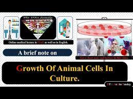Animal cell culture in english. Growth Of Animal Cell In Culture Basics Of Animal Cell Culture In Hindi English Youtube