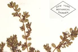 Image result for Euphorbia serpens