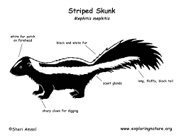 Baby skunk coloring pages template. Skunk Striped