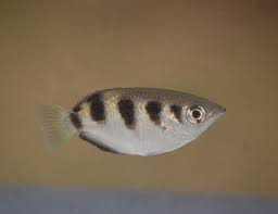 Banded archer fish' main characteristics. Archer Fish