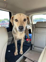 Found dog in Glenwood near 20 mile marker needs foster care