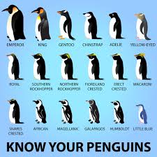 In our time these penguins are in danger of extinction. Happy Worldpenguinday Penguins Types Of Penguins Penguin Species