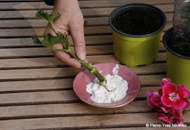 ﻿ hormone de bouturage maison : Bouture Des Geraniums C Est Le Moment