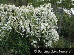 Image result for Exochorda