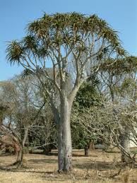 Image result for Aloidendron