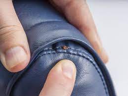 But don't fear, bed bug infestations can be eliminated, and you can do the treatments yourself in a way that will fit your schedule and budget. Can Bed Bugs Live On Leather Getridofallthings Com