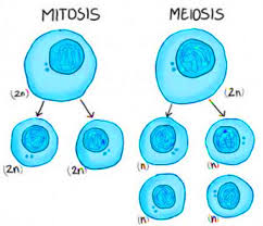 We did not find results for: 20 Perbedaan Mitosis Dan Meiosis Lengkap Dengan Tabel