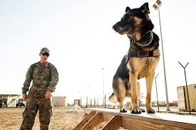 Choose from 2,127 pet caregivers in your area. Dog Training Wikipedia