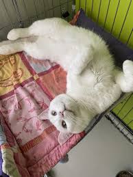 Adopt a rescue cat through petcurious. Pctru0olbqrapm