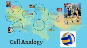 Cells mr scotts 6th grade class, cell analogy essay custom paper sample academic writing, animal cells cells for dummies, animal cell analogy magdalene project org, cell organelles in detail monopolyland a cell analogy. Cell Analogy Volleyball Team By Johnaida Eliscar