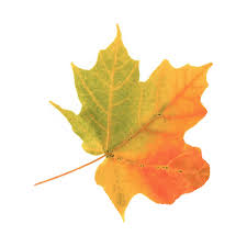Green, yellow and brown leaves dropping smoothly down the screen reflecting the quietness. Fall Leaves Sticker By Imoji For Ios Android Giphy