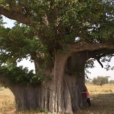 Image result for Adansonia digitata