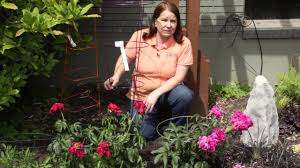Painted & distressed or rusty see description below for. How To Make A Peony Support With A Tomato Cage Grow Guru Youtube