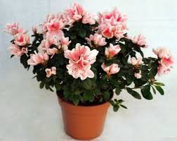 House plants, trees, flower plants, garden flowers and indoor plants are great for upgrading or accentuating your decor. Vamsha Nature Care Rose Plant Price In India Buy Vamsha Nature Care Rose Plant Online At Flipkart Com