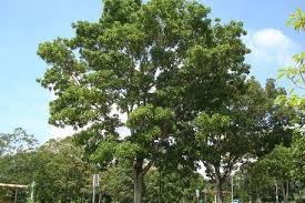 Image result for Swietenia