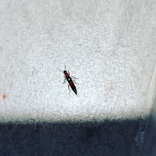 Kalau kena gigit, gimana cara atasinnya? Haiwan Bernama Charlie