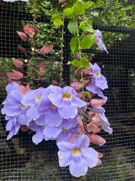 Image result for Senecio lewallei