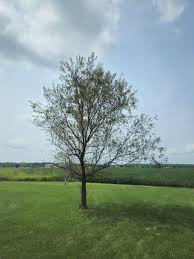 Image result for venturia saliciperda willow tree