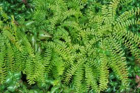 Image result for Adiantaceae