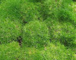 Don't plant it in full shade or your plant will not thrive. Irish And Scotch Moss Sagina Subulata And Arenaria Verna Wisconsin Horticulture