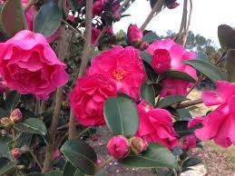 Camellia Rose Of Autumn Camellia Flowers Rose