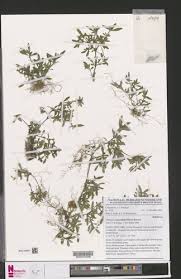 Image result for Virectaria