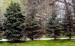That's right, the only time it's correct to prune an evergreen is when administering what we refer to in renegade gardening as, the ultimate prune.. Pine Trees 101 Top Tips On How To Prune And Care For Evergreens