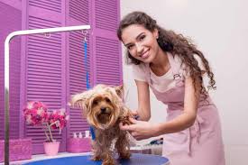 You may find that experience in other jobs will help you become a pet groomer. How To Become A Dog Groomer The Academy Of Pet Careers