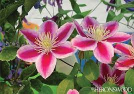 Клематис уандерфул / clematis wonderful (саженец в 2 л контейнере). Clematis Angela Zoang Clematis Beautiful Flowers Plants