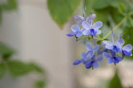 Image result for Clerodendrum buchneri