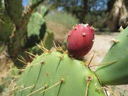 This cactus will do just fine with the occasional neglect (whether intentional or not). Prickly Pears A Grower S Guide One Green Planet