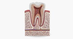 3d Model Tooth Teeth Anatomy Human Dental Section Model Root Canal Dentist Gum Care Medical Crown H Oil Pulling Best Coconut Oil Teeth Anatomy