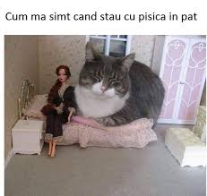 Meme Rage Comics Romania Page 13 Meme Uri Romanesti Funny Animal Memes Cute Funny Animals Funny Cat Memes