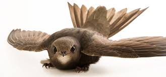 Результат пошуку зображень за запитом "стриж"