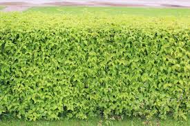 Cornus Mas Trimmed Hedge Cornus Mas Plants Plant Finder
