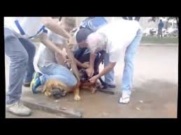 Pitbull Boyle Kitlendi Youtube