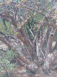 Image result for Neocussonia umbellifera