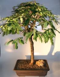 Different types of tamarind bonsai trees after training. Wikibonsai Com On Twitter Flowering Tamarind Bonsai Tree Tamarindus Indica Https T Co Lkqbdexhx7 Juniper Juniperusbrevifolia Juniperusphoenicea Https T Co 7qmfnzcmkl