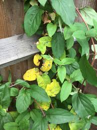 Check spelling or type a new query. Brown Spots On Clematis Leaves Shefalitayal